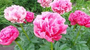 Расцвел сорт хамелеон. Глоуинг Распберри Роуз пион с р