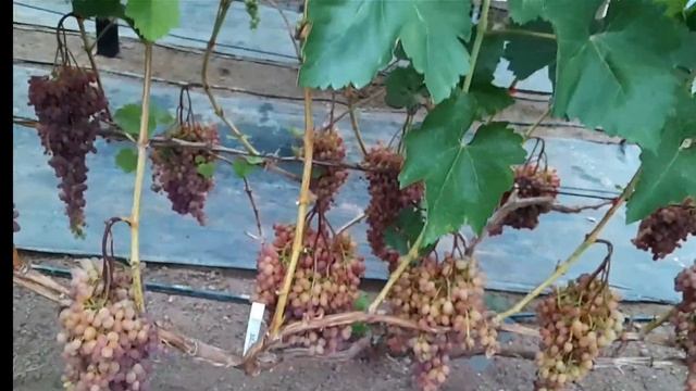 Фазенда Алекса  в гостях у Старинского винограда(Кише?