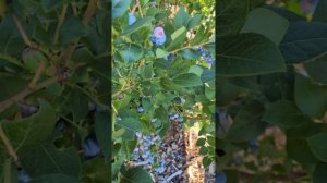 Что любит голубика условия  для хорошего урожая 🌿