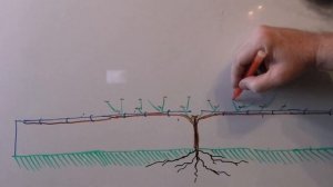 Формировка кроны ПЕРСИКа ГОРИЗОНТАЛЬНЫЙ КОРДОН.