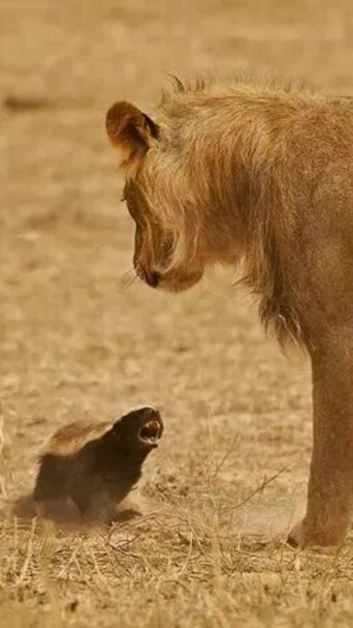 Настоящий Танк "Медоед" против Львов смотреть онлайн