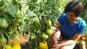 Обзор томатов в теплицах. Проверенные сорта и урожайные новинки.