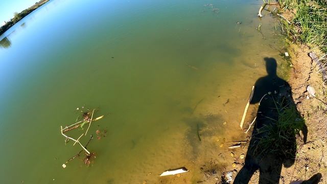 Сентябрьская рыбалка кастинговой сеткой 6м порадовала и погодой и рыбкой! Ухватил кусочек лета 😁👍 смотреть онлайн