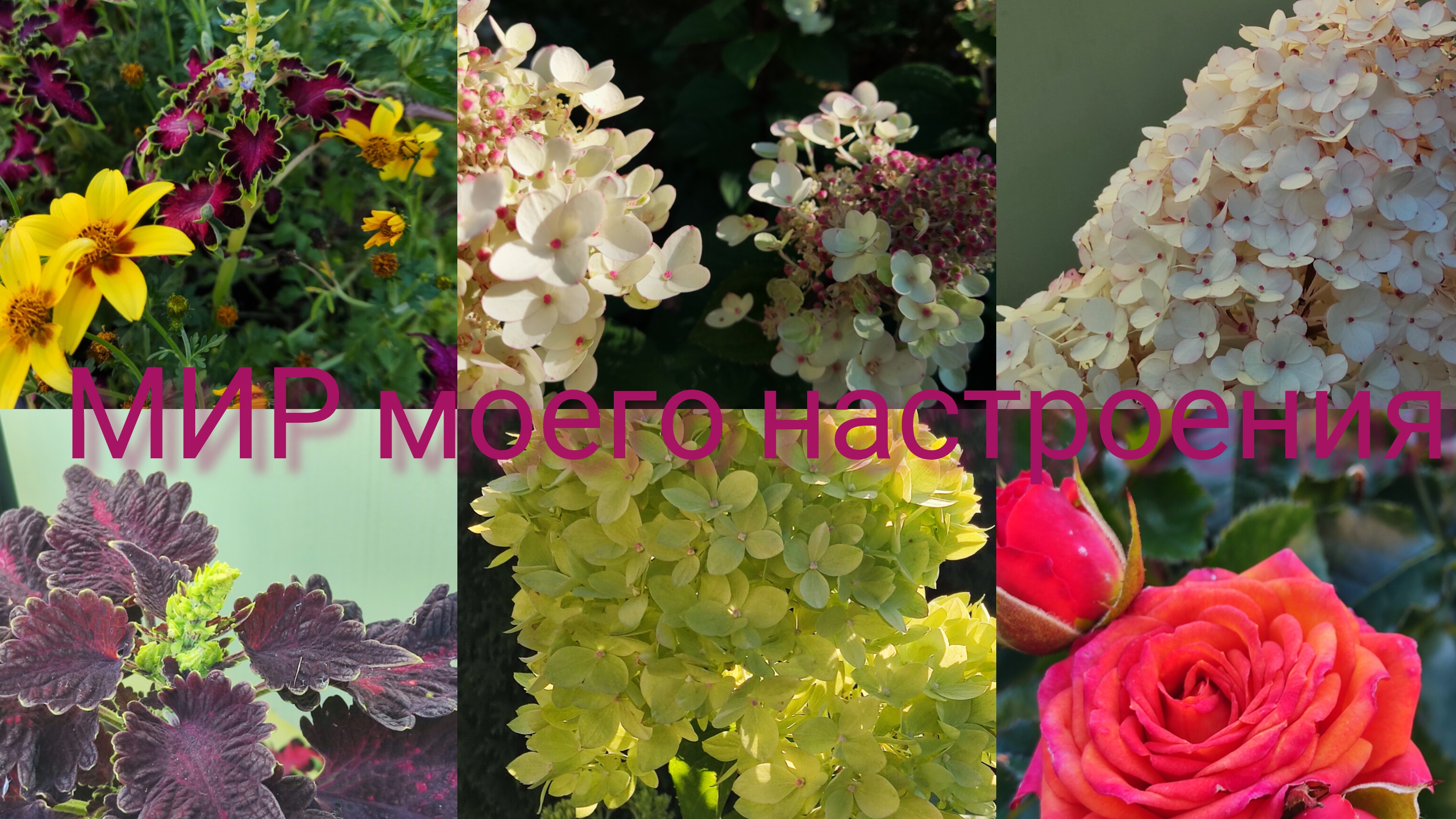 07.09.25 Дача.И опять новые гортензии и туи. смотреть онлайн