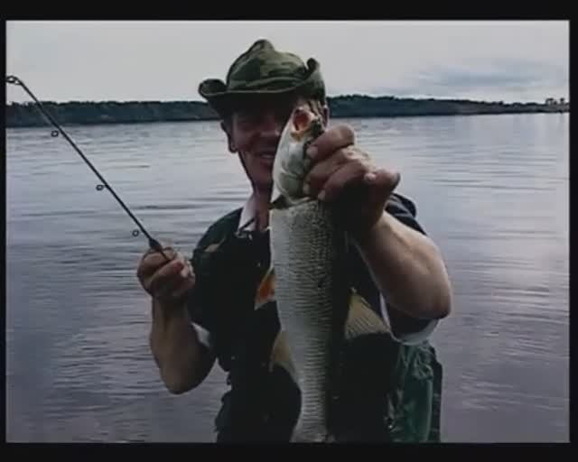 Как, ориентируясь на места охоты чаек, ищут и ловят спиннингом Обыкновенного жереха — Aspius aspius? смотреть онлайн