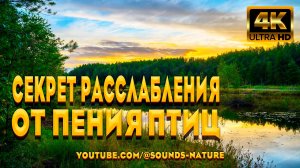 Откройте Для Себя - Секрет Расслабления От Красивого Пения Лесных Птиц.