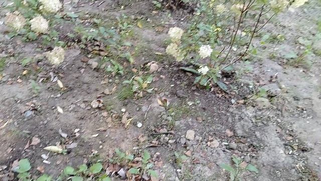 Эхинацеи и аистовый цветник. смотреть онлайн