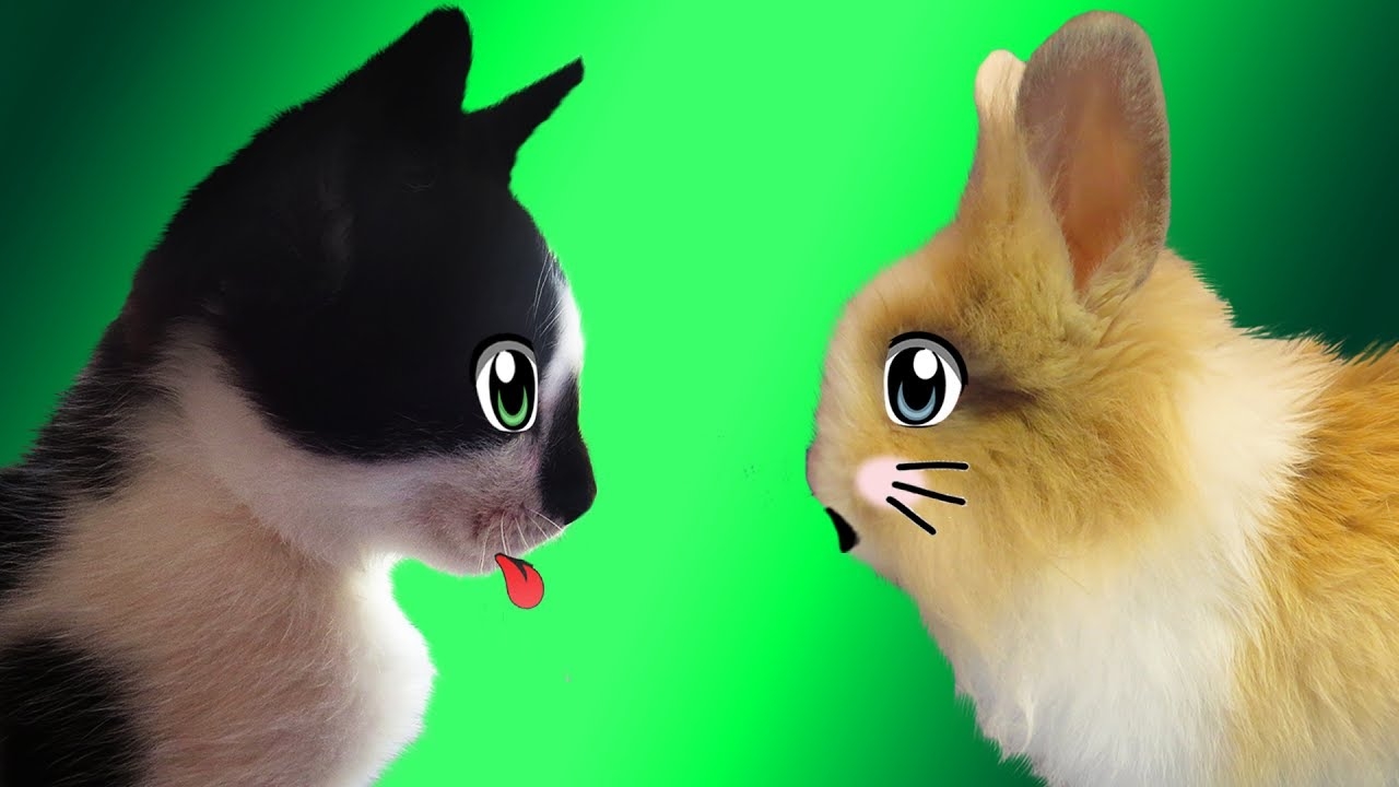 КРОЛИК БАФФИ И КОТ МАЛЫШ! МАЛЫШ В ГОСТЯХ У БАФФИ [2017] смотреть онлайн