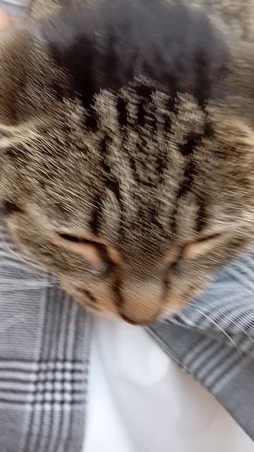 Кит ты маму мяу МЯУ смотреть онлайн