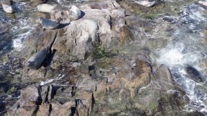 Эй, ларга) Автор песни Кошельков А. М. (и ИИ)