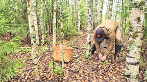 ГРИБЫ ПОШЛИ В ОГРОМНЫХ КОЛИЧЕСТВАХ. СБОР СОЛЕНЫХ ГРИБОВ РЫЖИКОВ И ВОЛНУШЕК. ВСТУПИТЬ НЕ КУДА НОГОЙ.