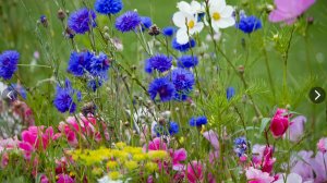 Полевые цветы.    Поль де Сенневиль (Paul de Senneville)