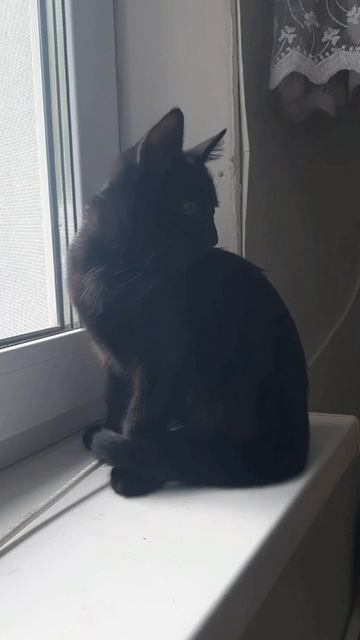 чижик смотреть онлайн