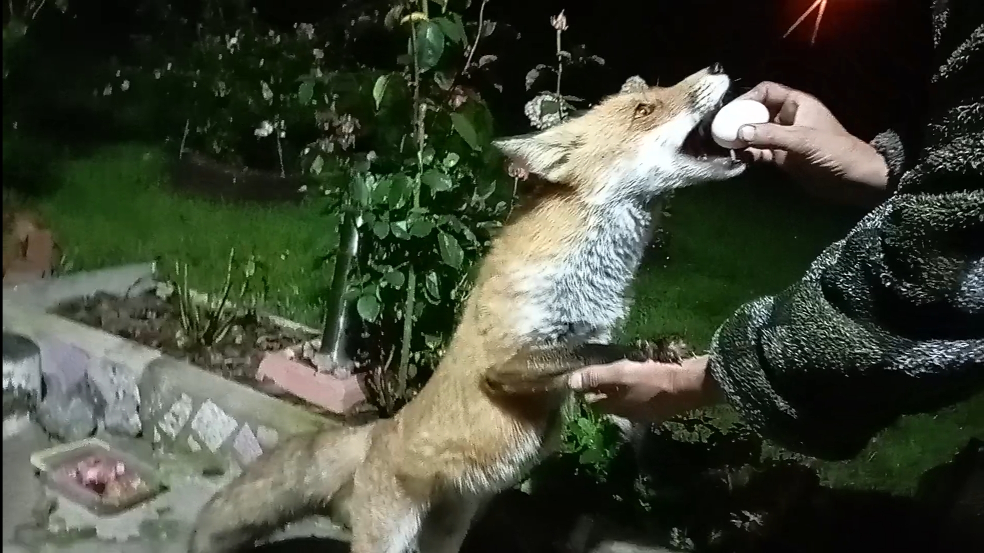 (1111) Лиса приходит в гости. Сентябрь 2025 смотреть онлайн