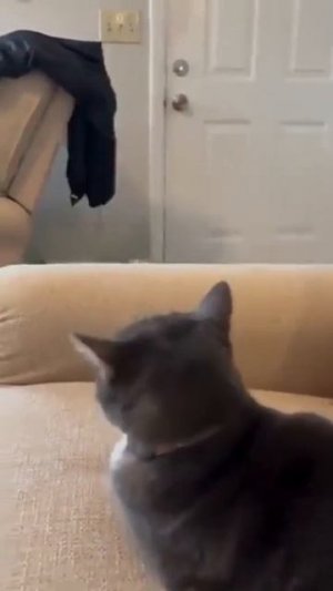 Эти забавные животные