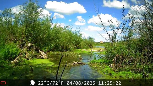 Фотоловушка, неделя на зарастающем берегу реки