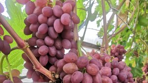 Виноград в теплице на 07.09.2025.