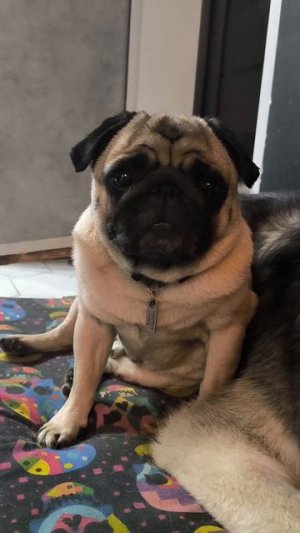 Несправепсивость