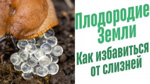 Как избавиться от слизней.