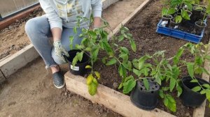 Высадка рассады. Заправляем грядки. Схема посадки томатов и перца. Что делать с переросшей рассадой?