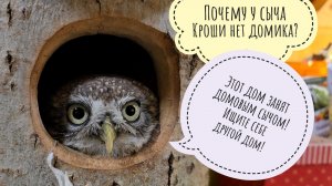 Сыч Лучик отжал себе новый старый домик. Продолжение приключений морозилки Шрёдингера, она переехала