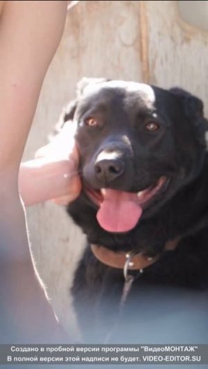 Много ли надо собаке для счастья...