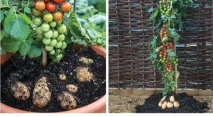 Уникальный помидофель выращен: показываю, как делать прививку и результат выращивания помидофеля