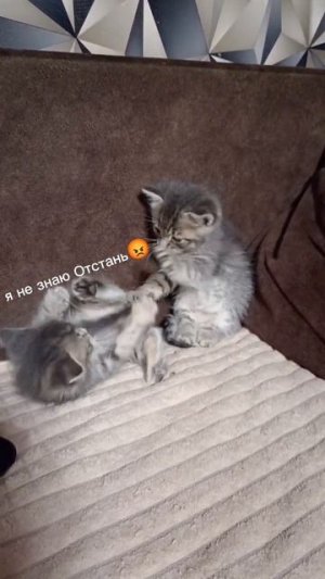 вирусные видео