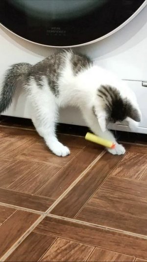 Прекрасная игра маленького котёнка. #котёнок