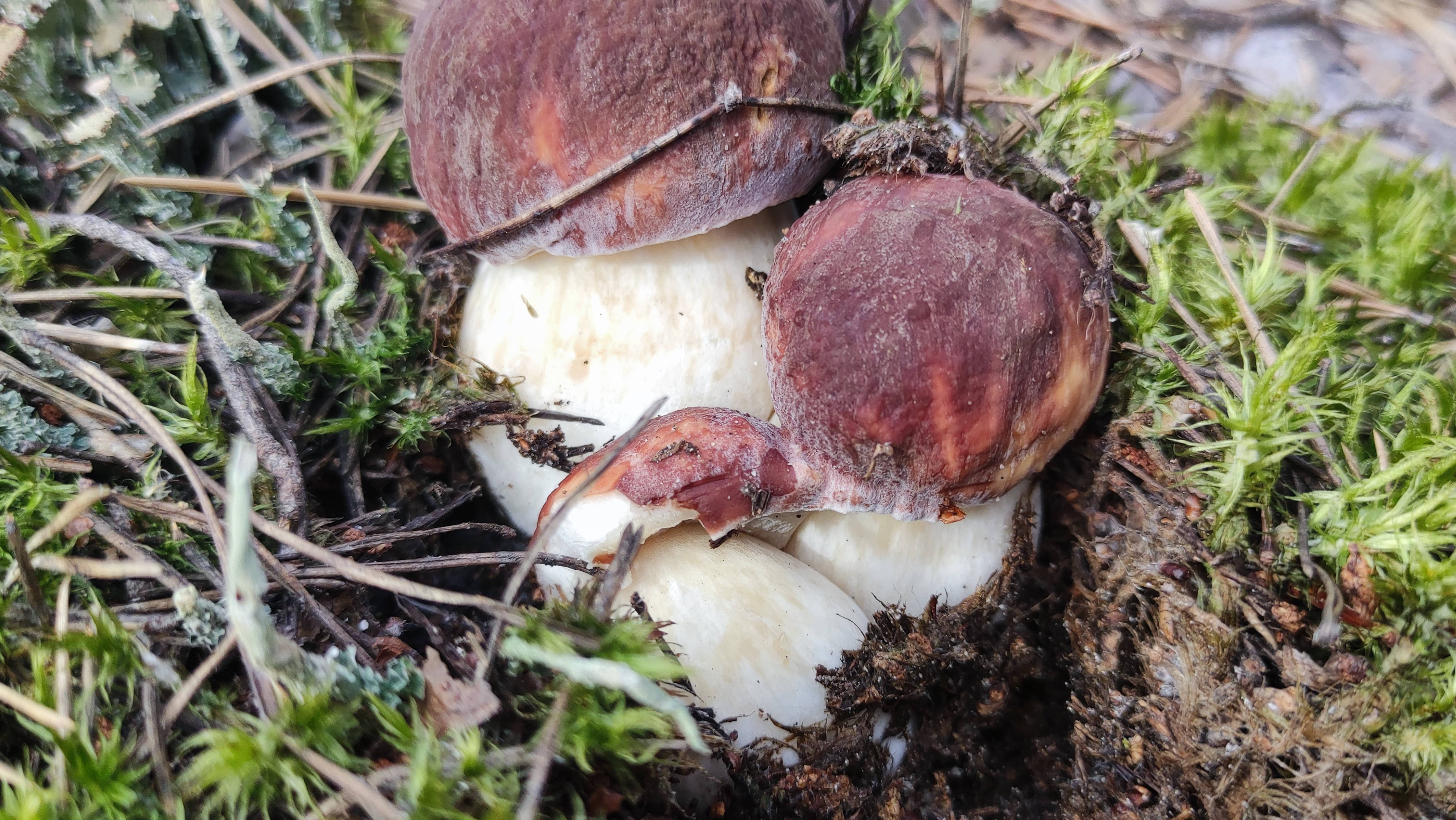 И в четверг грибы растут.