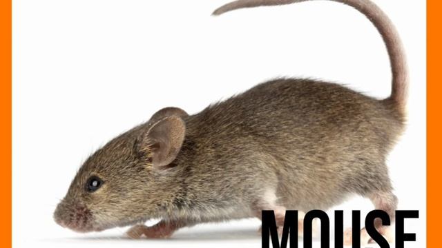 Спотлайт 2 Spotlight 2 страница 6, страница 8, страниц 10 все буквы песенка чант смотреть онлайн