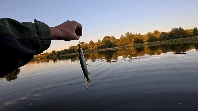 Микрощука на колебалку 