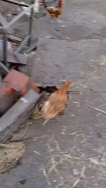 Загнать курей любым способом