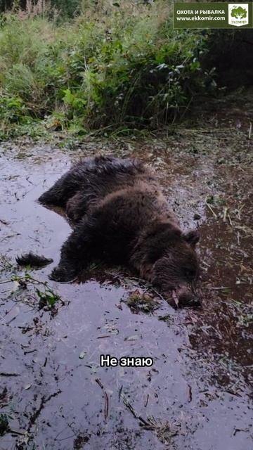 Взяли медведя недалеко от овсяного поля. +18 смотреть онлайн