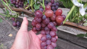 20.08.2025. Виноград МАША в г. Липецке.