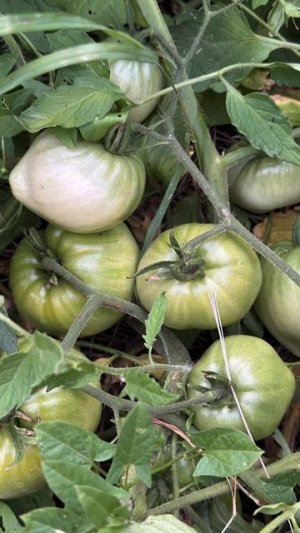 Огород для лентяев. Как мы вырастили море томатов ничего не делая. #томаты в грунте #ленивый огород