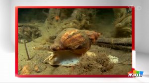 Моллюск трубач - как приготовить дома? Жить здорово! Фрагмент выпуска от 11.09.2025