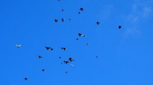 микс 5 Полёт Николаевских голубей