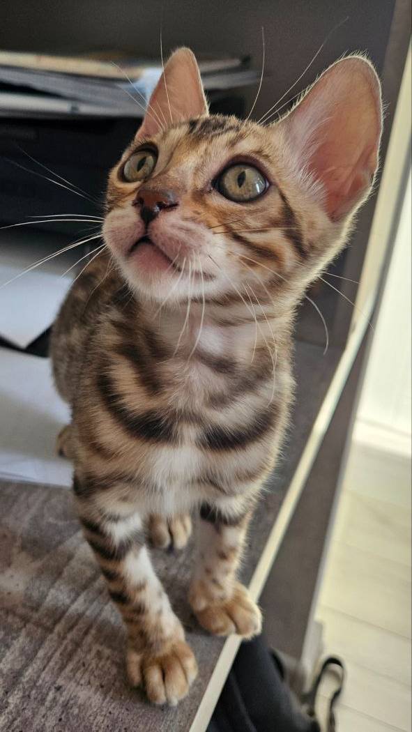 Бенгальский Кот Ловит Игрушку!