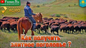 Итоги скрещивания эдильбая и казахской грубошёрстной. Результат на весах. Мощные овцы на пастбище