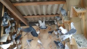 Голуби Турецкая Такла, игра-бой-лёт молодёжь! Pigeons Turkish Takla!