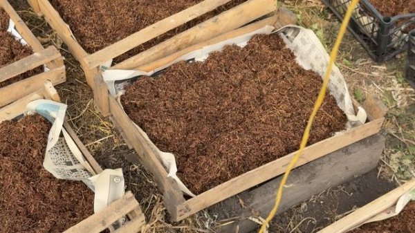 Табак-завершение ферментации