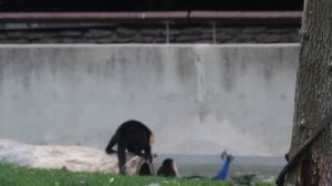 Когда Животные Связались Не с Тем Противником