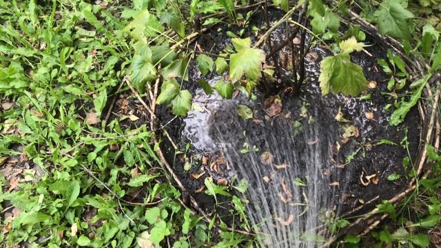 Сентябрь. Подкормки и обработка смородины, малины и крыжовника смотреть онлайн