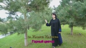 Наида Гасанова .Горный цветок.