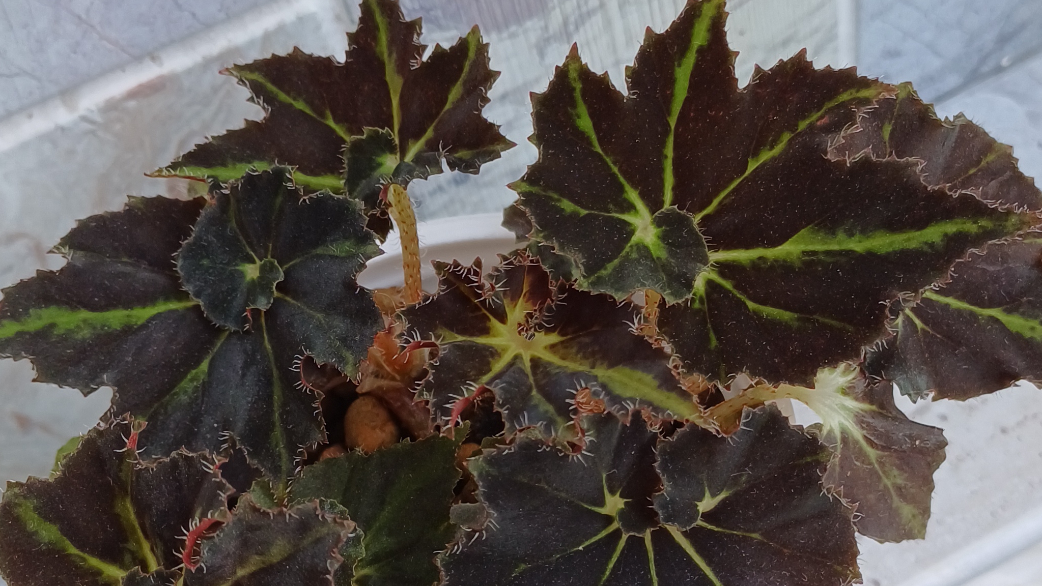 Дела цветочные🪴☀️ смотреть онлайн