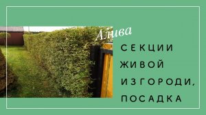 Как пересадить секции живой изгороди из ивы легко и быстро.