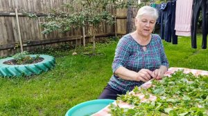 "Жизнь на пенсии".. Решила заморозить мяту и красные помидоры.