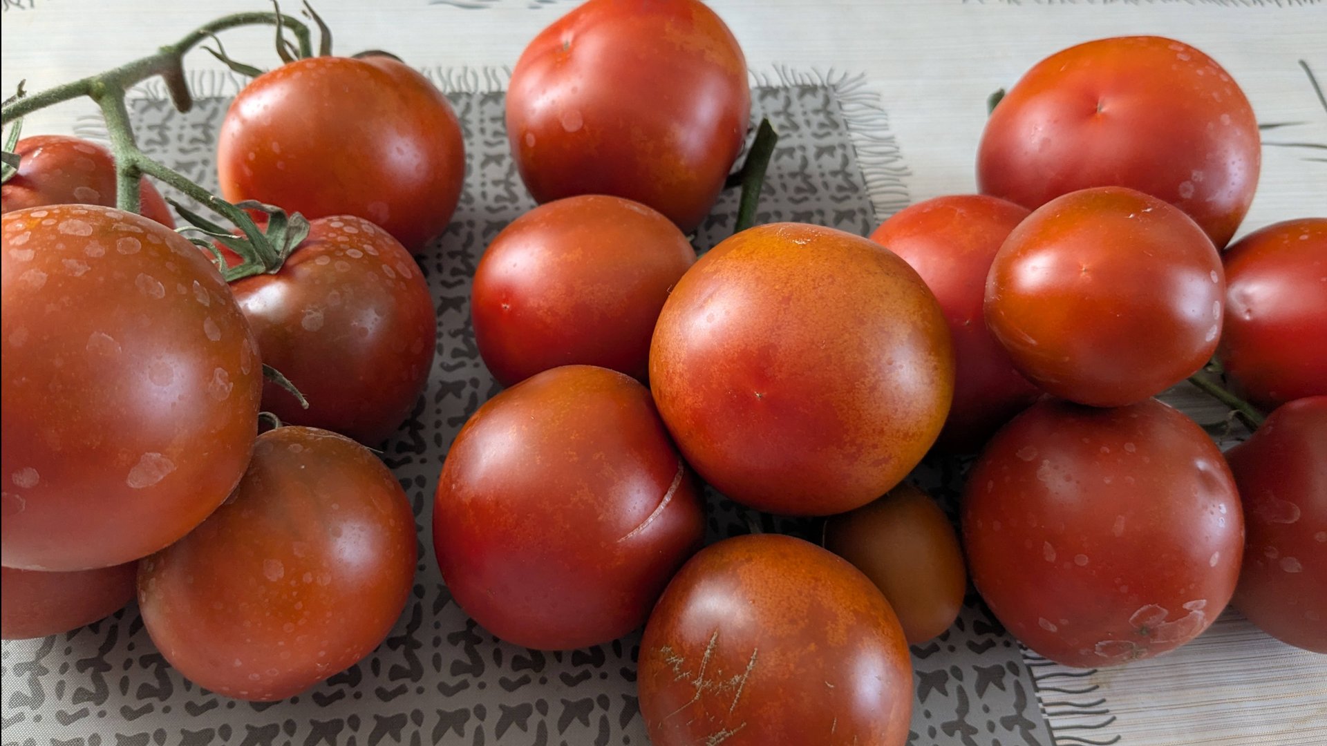 Собираем гряды , разбираем гряды. Лучшие томаты в моей теплице. смотреть онлайн