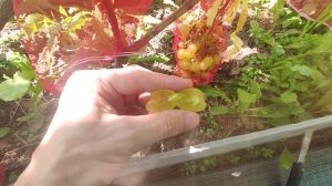 Виноград в Калужской обл. Супер экстра на 30.08.25.mp4